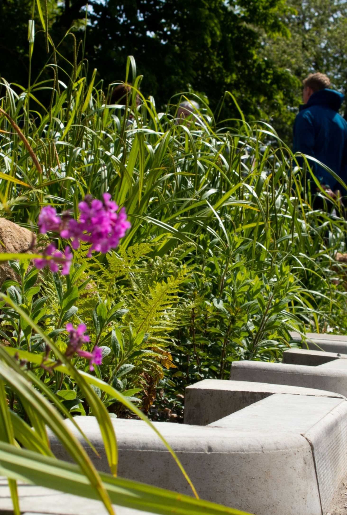 environmental construction of rain garden