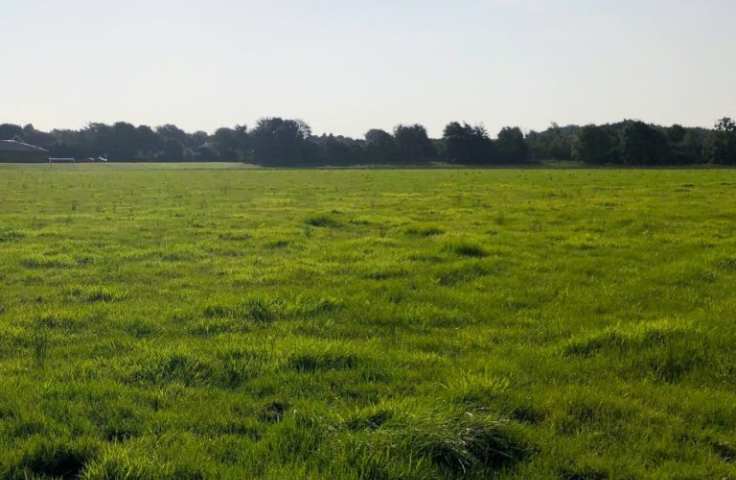grass in open area