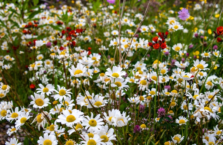 flowers in bloom on a blue-green roof