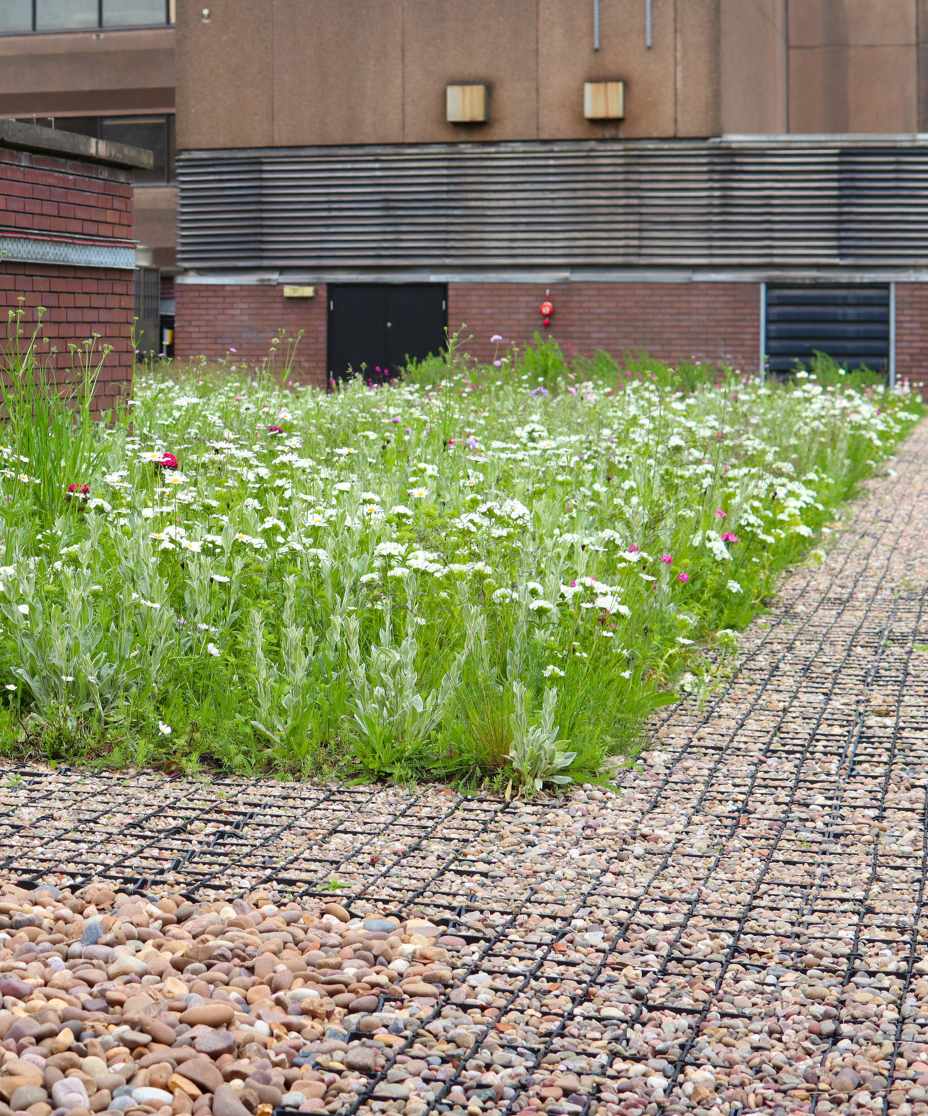 flowers in bloom on SuDS roof