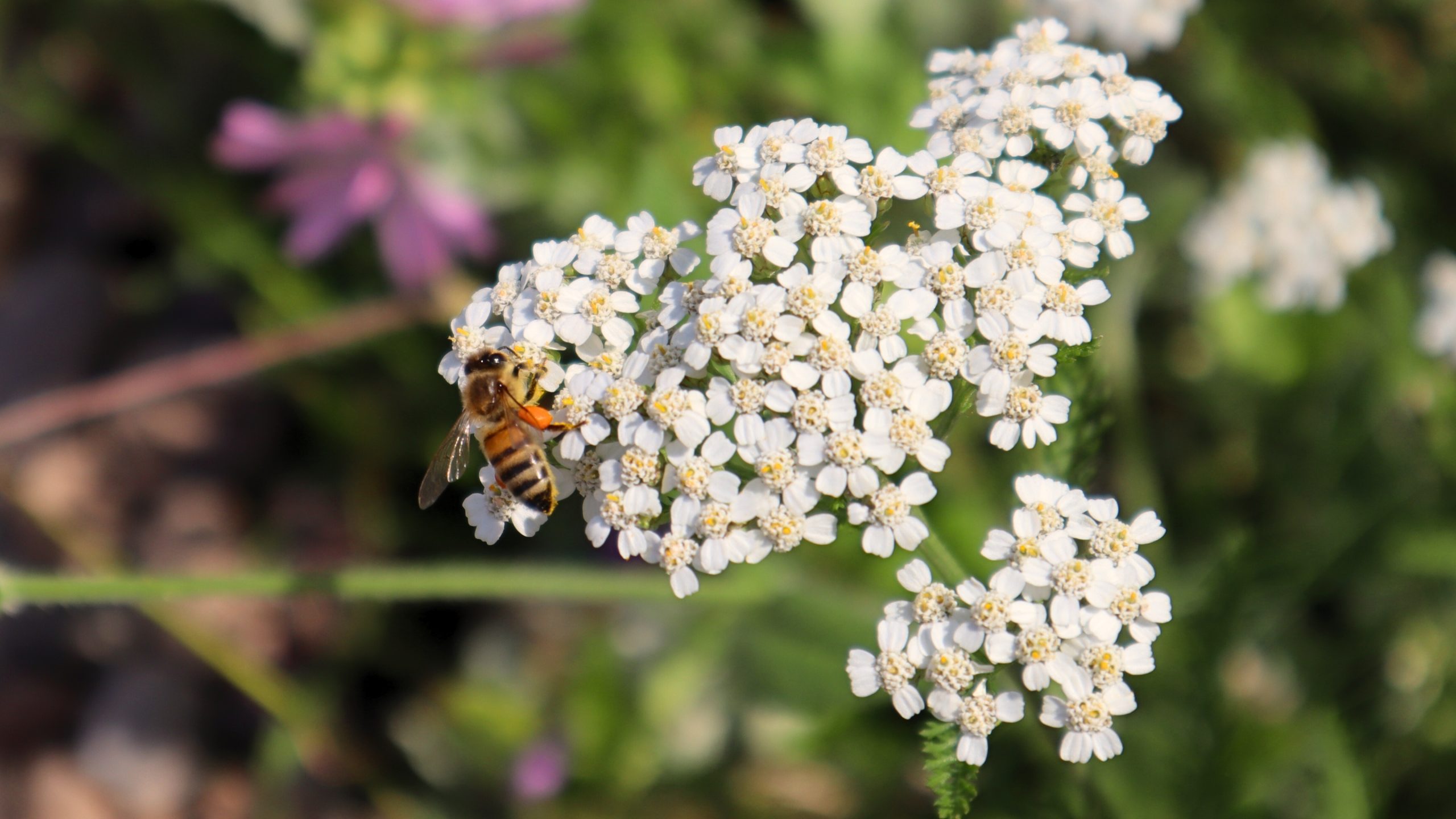 plant on a blue green roof with a bee on it