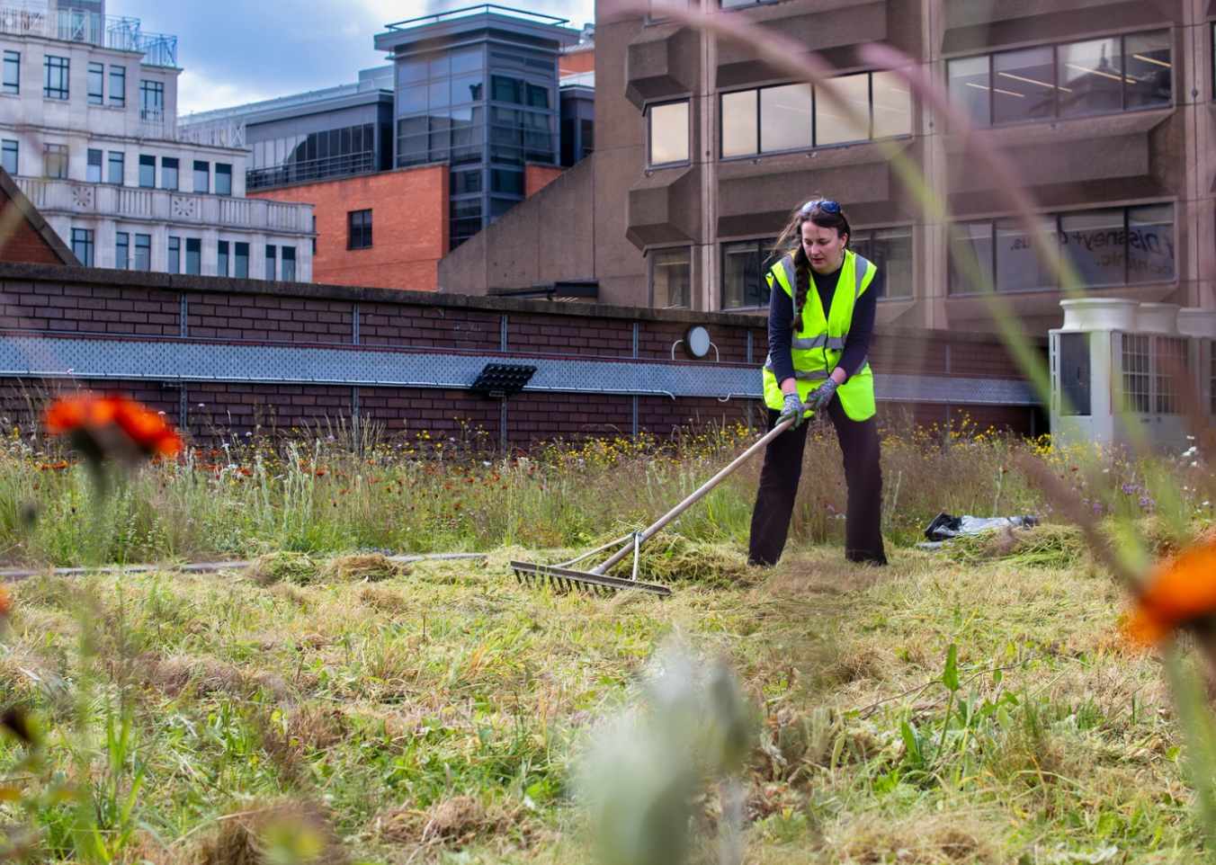 person raking up grass on blue green roof