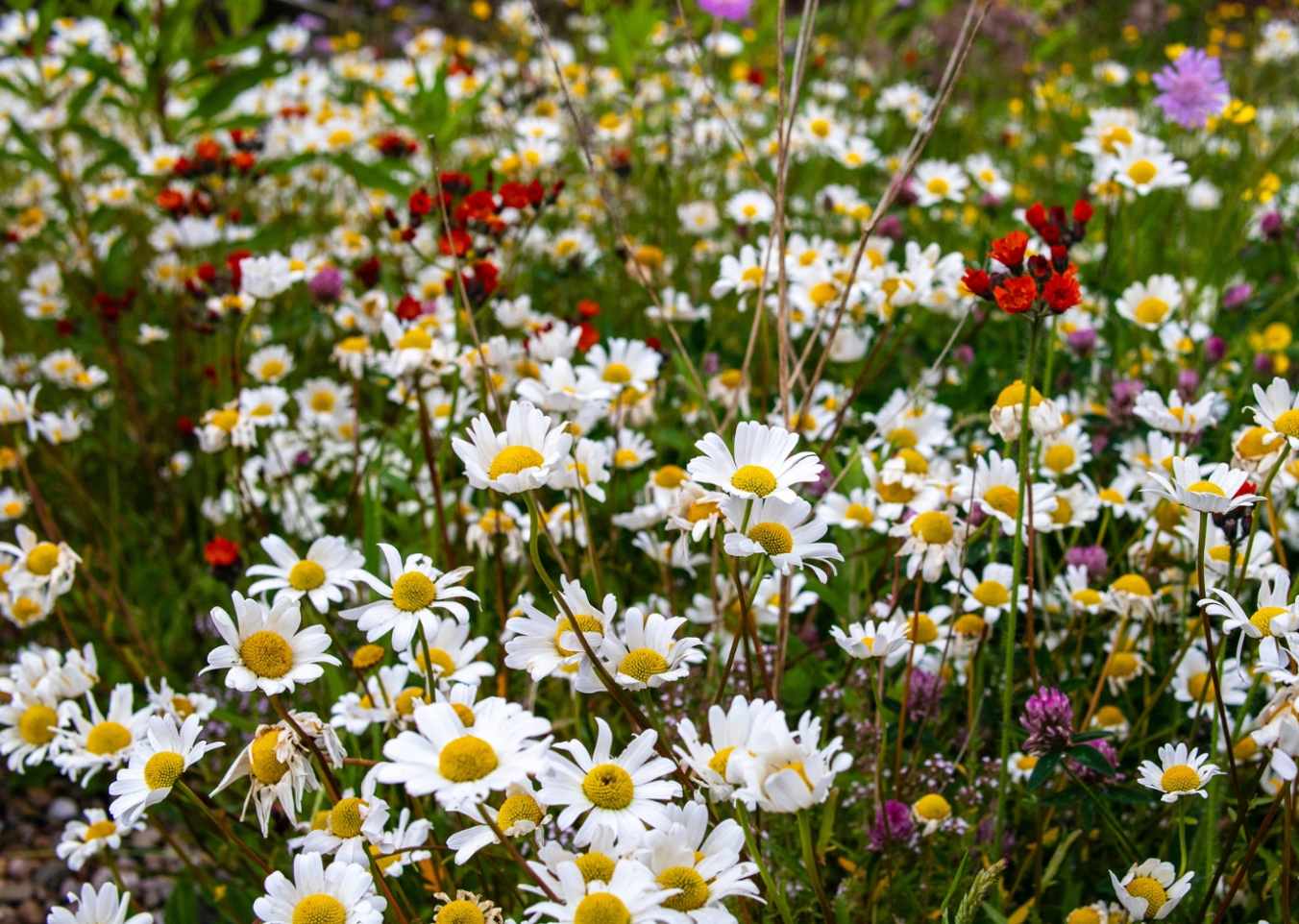 flowers on a suds feature