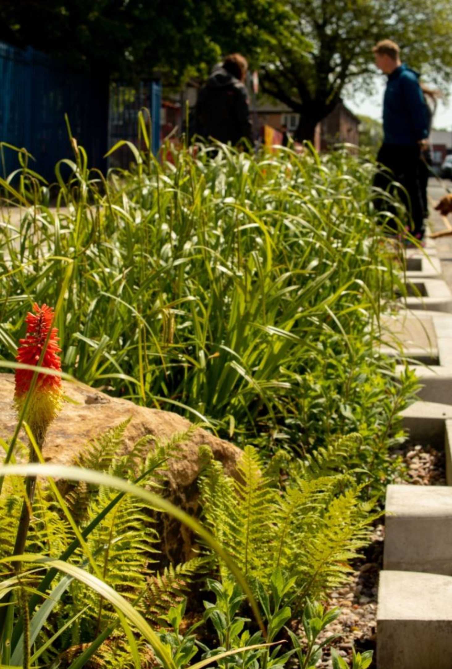SuDS build of a rain garden
