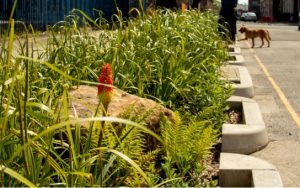 SuDS Construction of rain garden on street