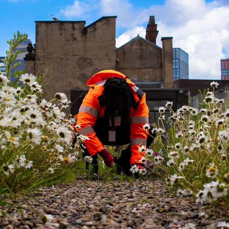 maintenance of blue green roof